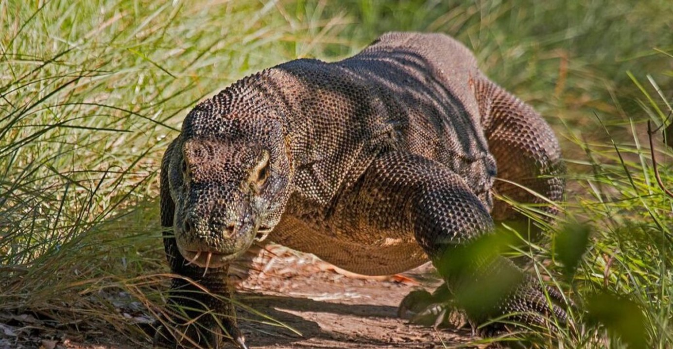 How evolutionary isolation shaped 12 species