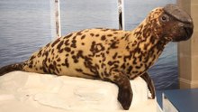 Eight Strangest and Rarest Marine Mammals: A Closer Look