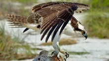 Where to Find 12 Magnificent Hawks