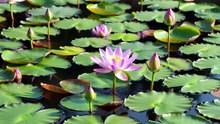 ため池に蓮の花が咲いている