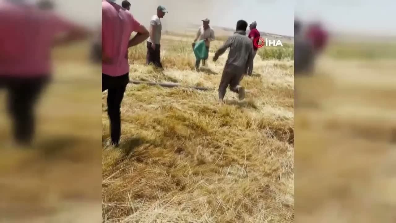 Mardin'in Mazıdağı ilçesinde  Alevler Çiftçilerin Müdahalesiyle Durduruldu