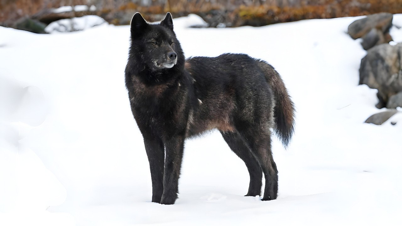 Meet the 9 Largest Wolf Species Roaming the United States Wilderness