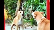 funny animals compilation   Epi #33