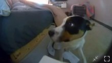 Dog Rolls Off The Bed And Lands On The Floor