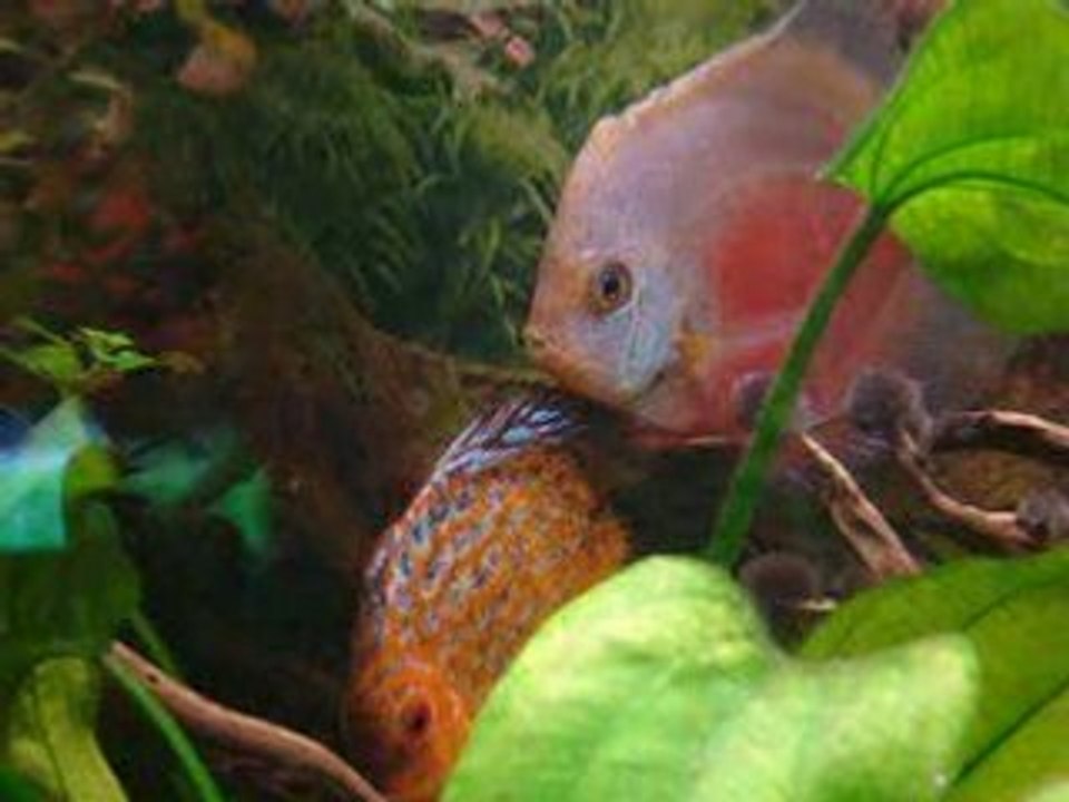 discus fretillent