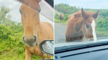 Friends’ Japan Road Trip Takes Wild Turn When Persistent Horses Refuse To Leave Their Rental Car Alone | Wild-ish TV