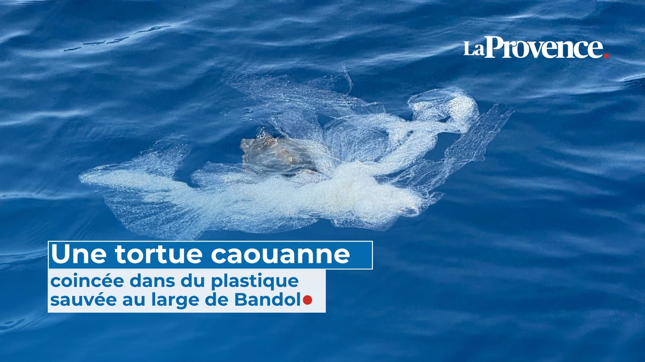 Une tortue caouanne coincée dans du plastique sauvée au large de Bandol