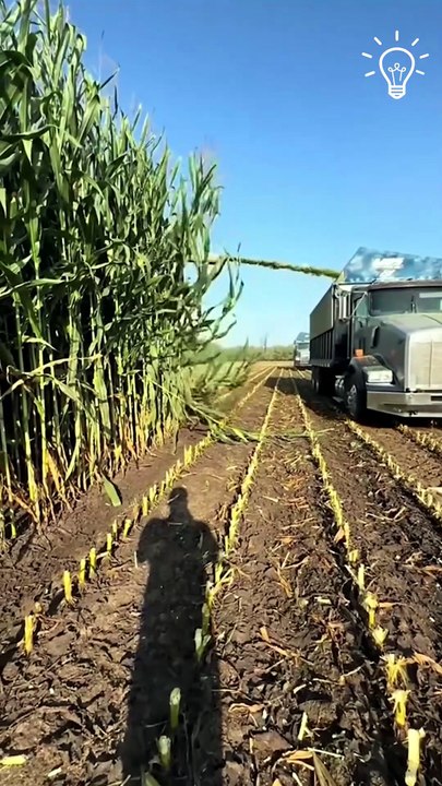 Time for harvesting!