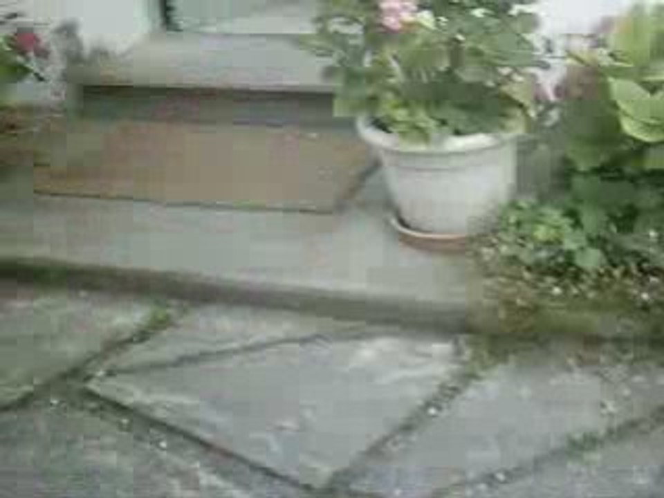 milou