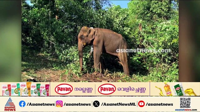 നിരന്തരം ശല്യമുണ്ടാക്കിയ കാട്ടാനയ്ക്ക് റേഡിയോ കോളർ ഘടിപ്പിച്ച് വനംവകുപ്പ്