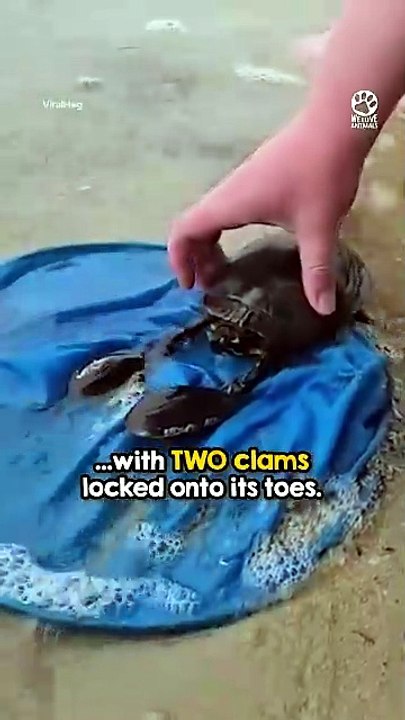 Turtle Rescued From Clams – Then Flashes a Peace Sign ✌️