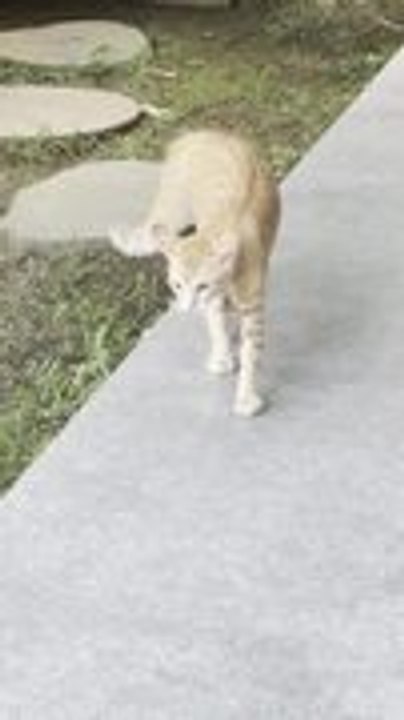 Two Rescued Ginger Kittens' Standoff Ends Hilariously