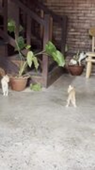 Two Ginger Kittens Play With Each Other in Restaurant