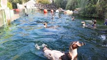 Canicule : des manchots comme des poissons dans l'eau
