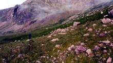 The Great Mountain Sheep Gather 大山绵羊聚集