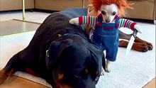 Big Dog Gets Scared of a Tiny Dog in Costume 😂🐶