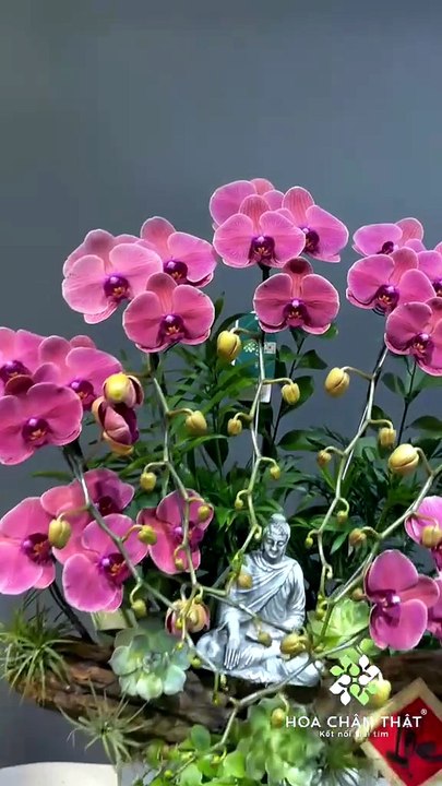 Nâng Tầm Không Gian Với Những Chậu Lan Hồ Điệp Đẹp