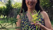 Mimosa Miracle