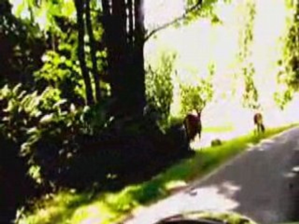 FAST FAST BREAK CHEW