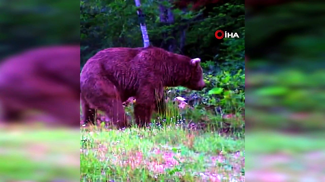 Aynı ormanda yiyecek arayan farklı türler fotokapana yakalandı