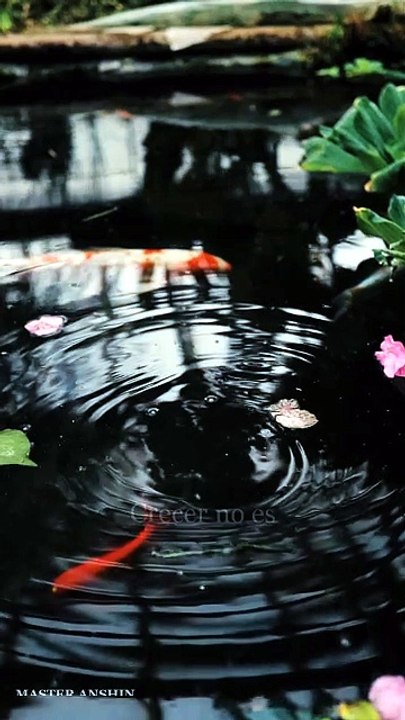 A 30-second reminder to slow down | Master Anshin