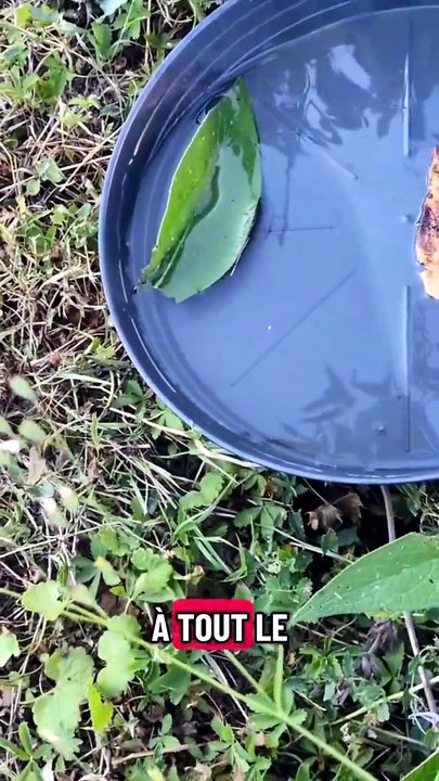 L'eau c'est pas que pour tes plantes... penses aux pollinisateurs #potager #jardinage #arrosage #pol