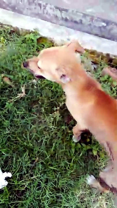 Adorable Dog Wagging Its Tail