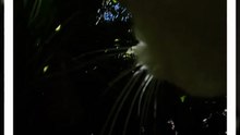 A Cat's-Eye View: My Day with an Action Camera