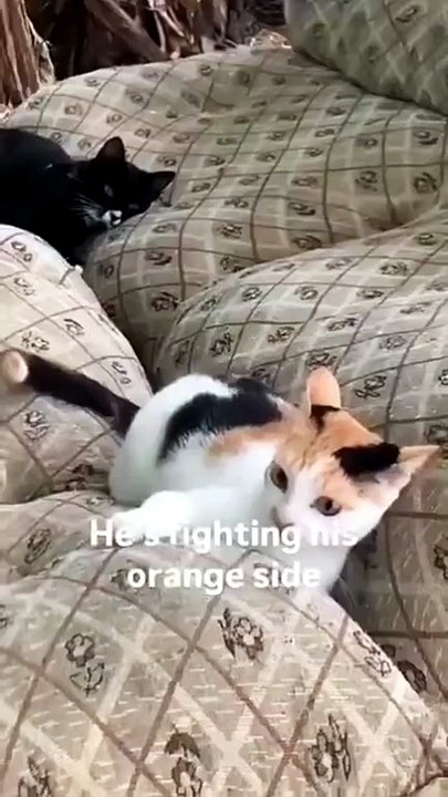 Cute kitty fighting with inner demons