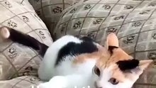 Cute kitty fighting with inner demons