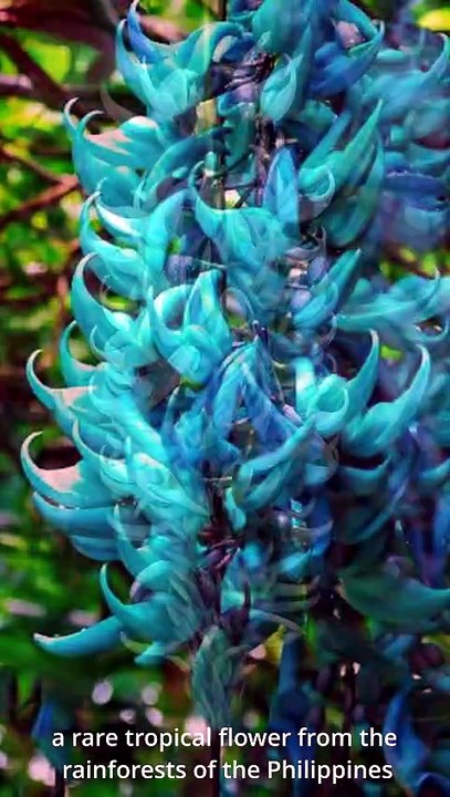 “The Rarest Vine You’ve Never Heard Of!”