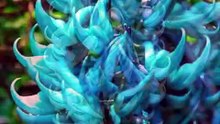 “The Rarest Vine You’ve Never Heard Of!”