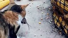 Cats catch and kill pest rodents.#cat #cats #kitten