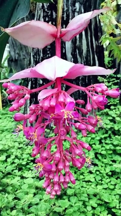 The Most Elegant Plant You’ve Never Seen Before 💗