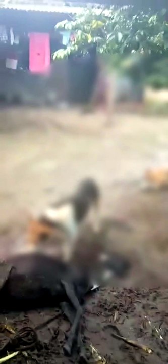 Ovelhas amanhecem mortas após ataque e deixam moradores intrigados em Atalaia