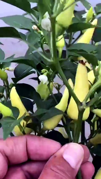 Ornamental pepper harvest is underway.