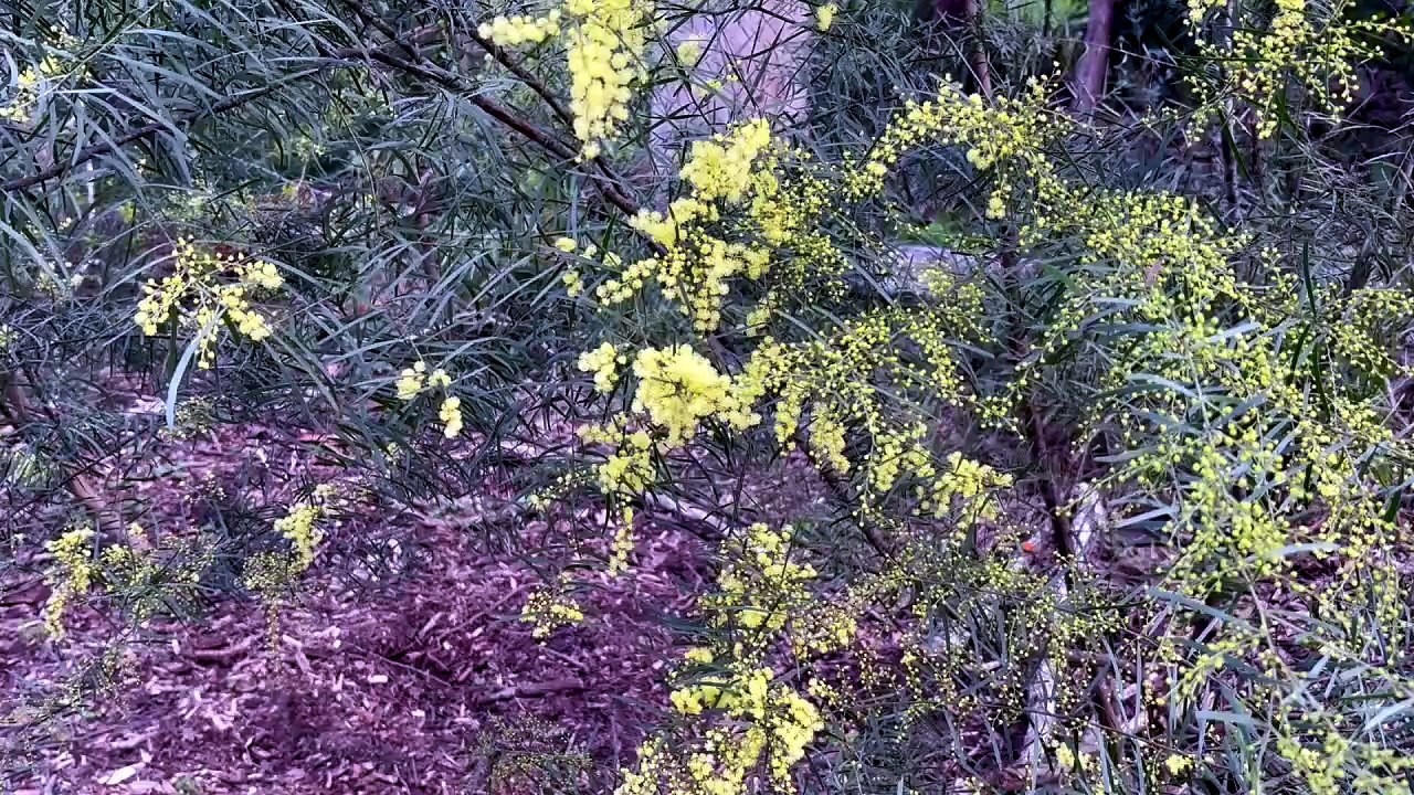 Acacia fimbriata(Brisbane wattle)