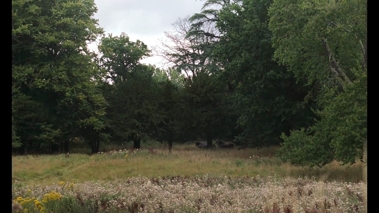 Sense And Sensibility Trailer