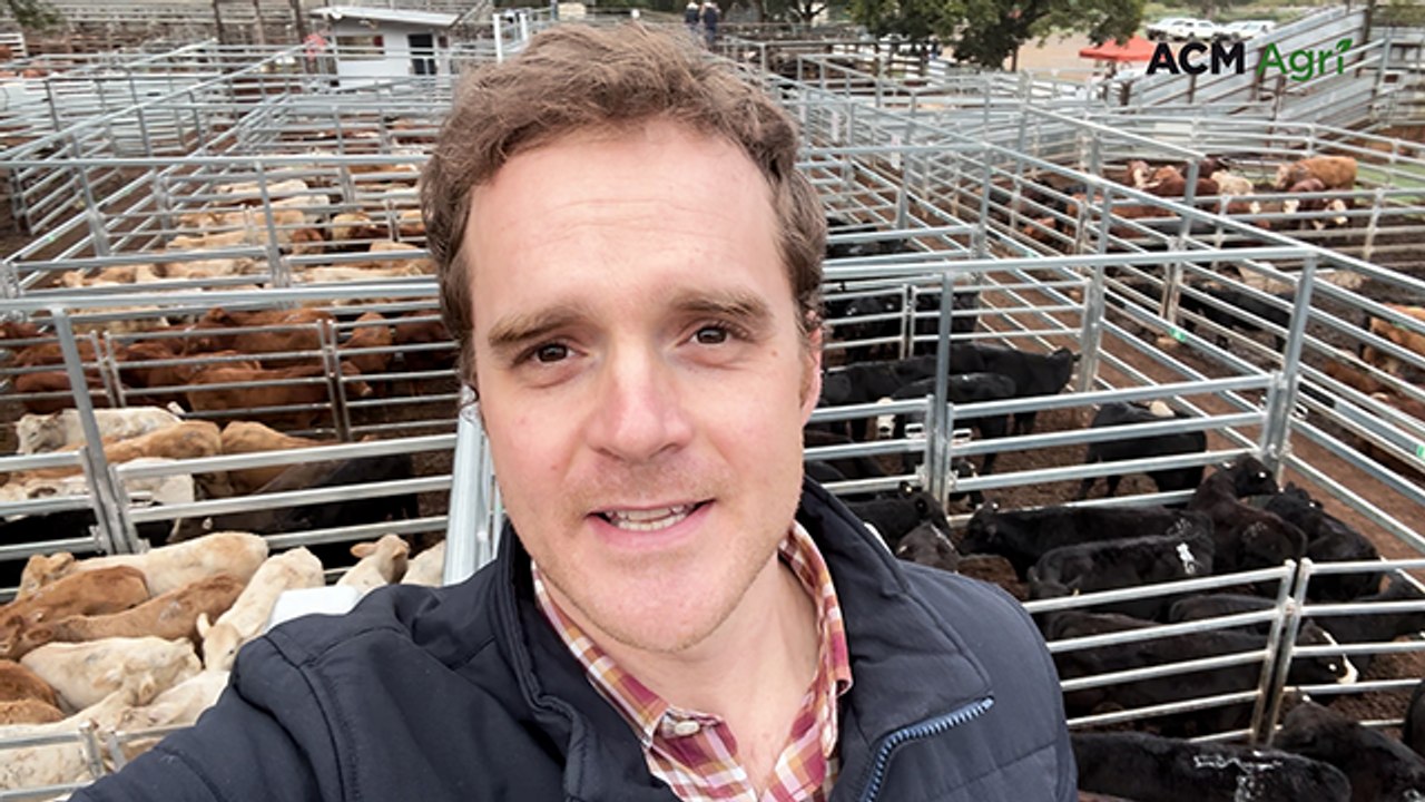 Coolabunia Weaner Show & Sale series