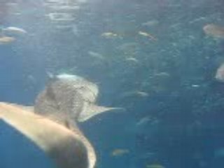 Osaka Aquarium, Japan Part Three