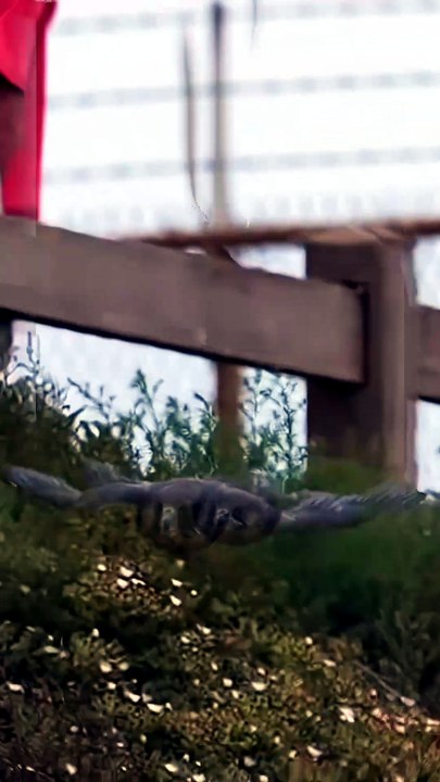 Shocking High-Speed Aerial Battle: Two Peregrine Falcons Fight Fiercely To Steal Prey Mid-Air