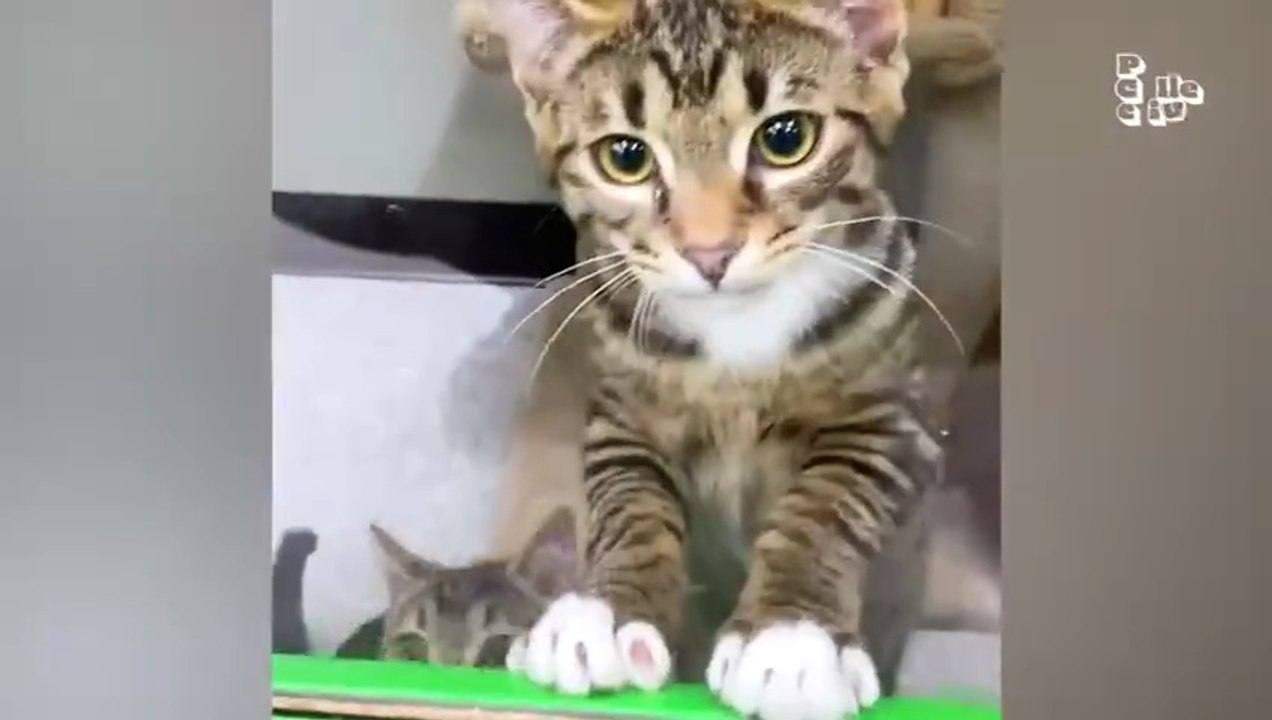 Funny Animal Videos 2026 Funniest Dogs and Cats Videos  Animal Comedy Kingdom‫‬