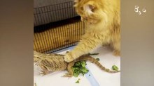 Funny Animal Videos 2026 Funniest Dogs and Cats Videos  Animal Comedy Kingdom‫‬