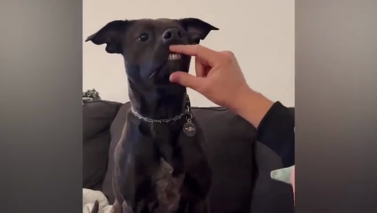 Funny Animal Videos 2026 Funniest Dogs and Cats Videos  Animal Comedy Kingdom‫‬