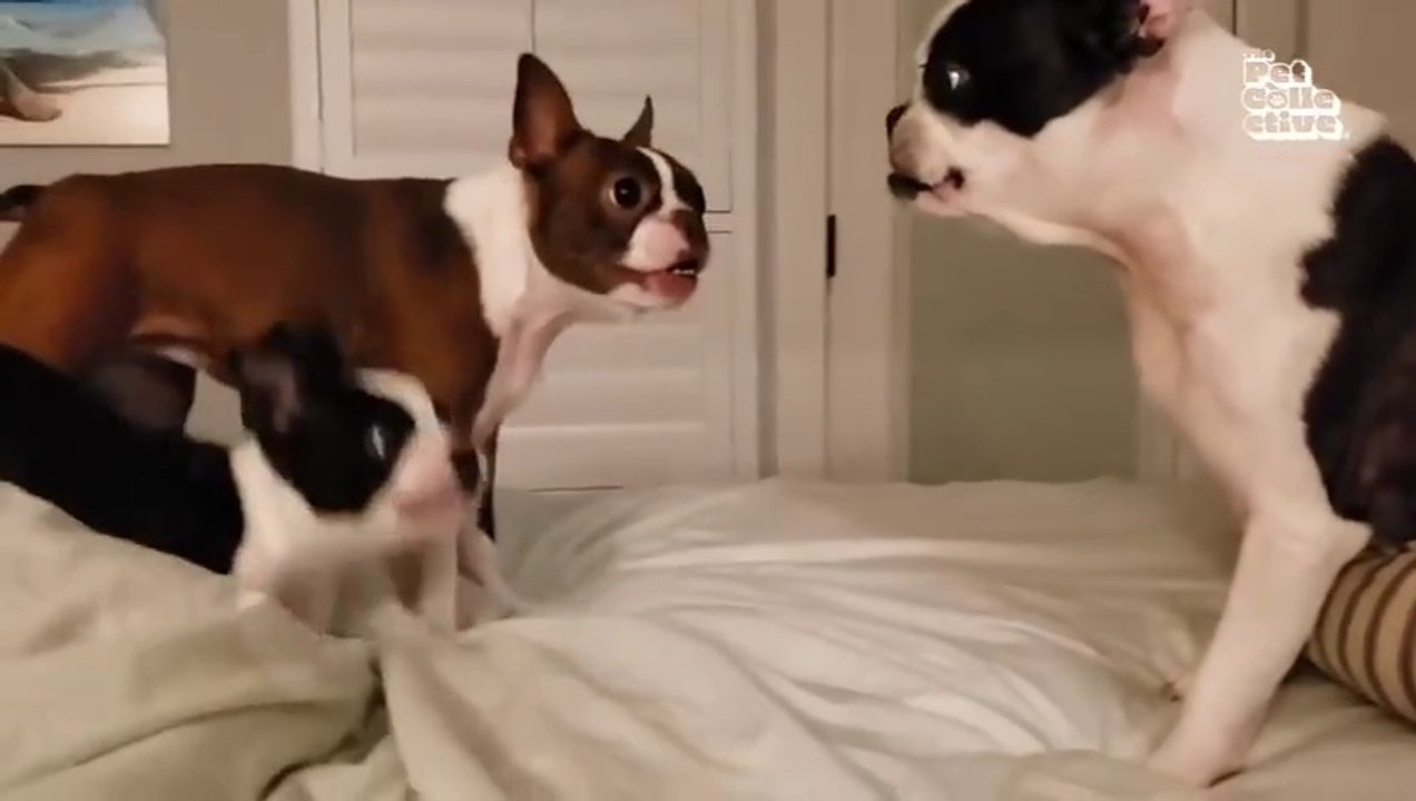 Funny Animal Videos 2026 Funniest Dogs and Cats Videos  Animal Comedy Kingdom‫‬
