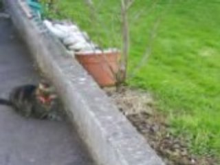 Noisette le chat et Kawouette le lapin