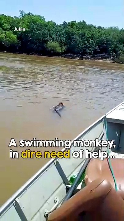 When they realize what's swimming towards them 😱