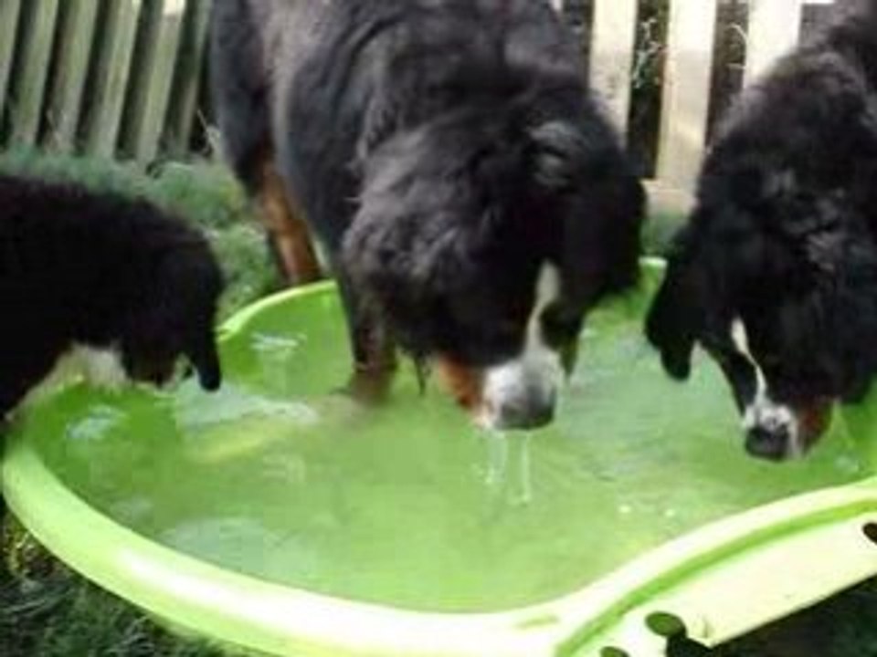Piscine djazz & bear