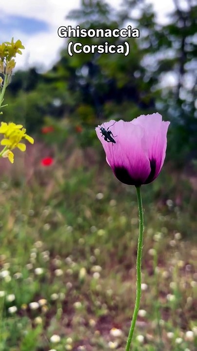 Ghisonaccia (Corsica) #corse #fleurs #nature.mp4
