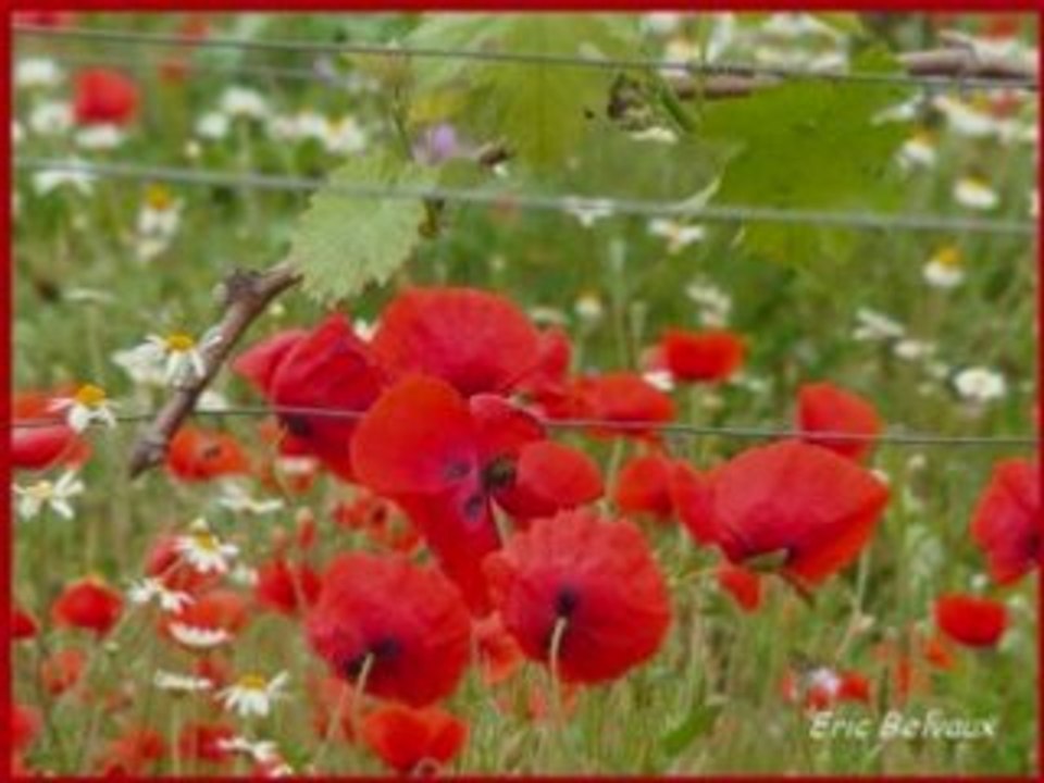 Comme un p'tit coqu'licot_0001